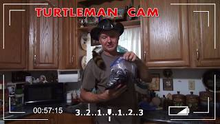 Turtleman Cam : Picking Blackberries