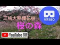 [VR180] [3D] [3DVR] 櫻花林 桜の森 벚꽃 숲