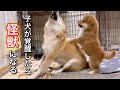 か弱い子犬が怪獣に覚醒したらこんな感じです!柴犬子犬生後46日笑太郎w