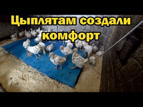 Выращивание цыплят на