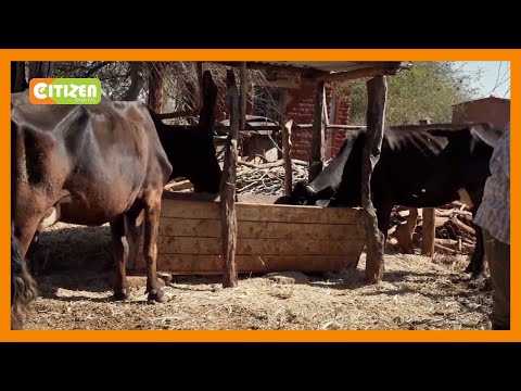 KILIMO BIASHARA Hillary Kimeu Ni Mfugaji Wa Ng Ombe Na Mbuzi Makindu Makueni