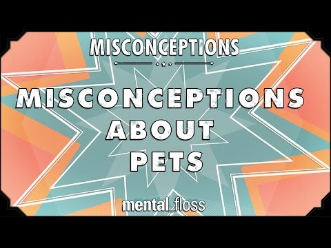 Video: The Main Misconception Of Dog Owners