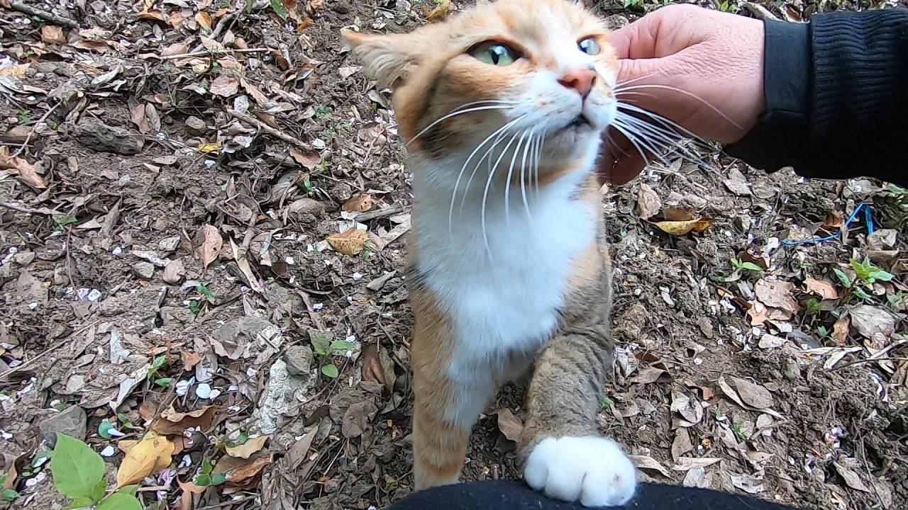 The twin cat daughters are happy to be digging for bamboo shoots