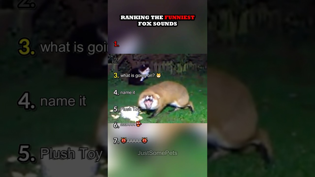 Ranking The Funniest Fox Sounds Part 2