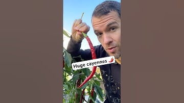 Dit is waarom cayennepepers speciaal zijn 🌶️