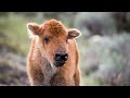 Bison Child Sleeps on the Road - Making Tens of Kilometers of Traffic Jam