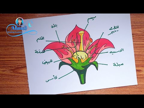 رسم اجزاء الزهرة