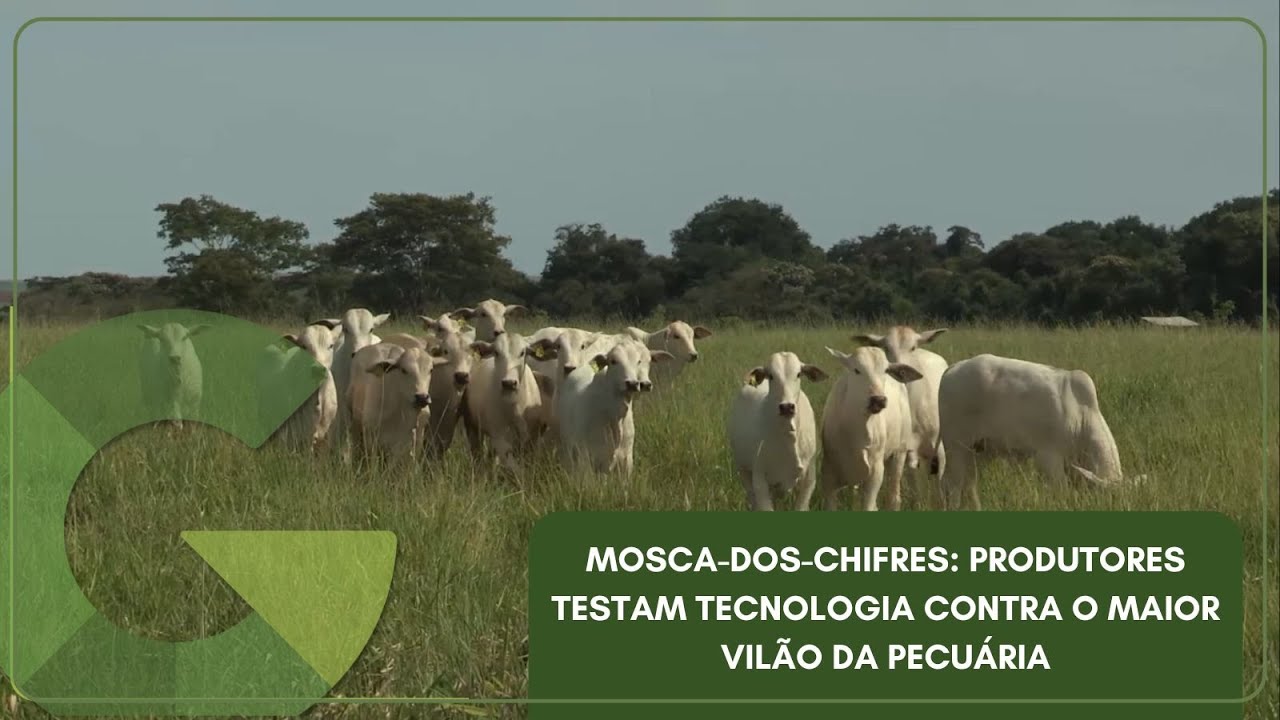 MOSCA-DOS-CHIFRES: PRODUTORES TESTAM TECNOLOGIA CONTRA O MAIOR VILÃO DA PECUÁRIA