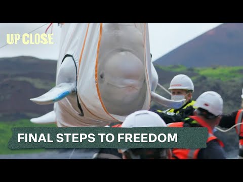 The Emotional Saga Of Two Beluga Whales John Bishop S Great Whale Rescue Ep 1 Up Close