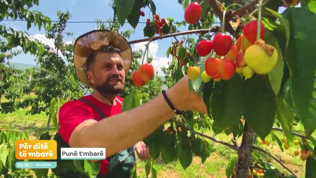 Punë t'mbarë - Vjelja e qershive në Ngucat të Malisheves - Për ditë të mbarë 20.06.2022