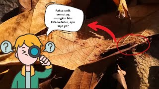 Fakta Unik tentang Semut yang Mungkin Belum Kamu Ketahui | Unique Facts about Ants You May Not Know