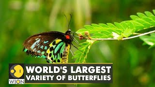 Colombia home to world's largest variety of butterflies | English News | World News