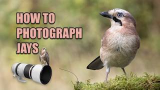 How to Photograph Jays | New Wildlife Area Tour
