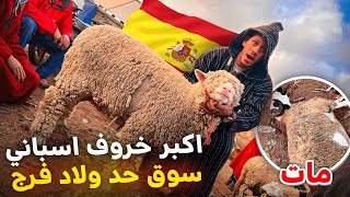 اليوم من سوق حد ولاد الفرج بالمغرب🇲🇦مع أثمنة حولي عيد الأضحى🐑مواطن شرا خروف ومات ليه😓ب 12/05/2024