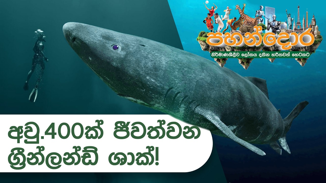 The Greenland shark's 400-year lifespan | අවුරුදු 400ක් ජීවත්වන ග්‍රීන්ලන්ඩ් ශාක්