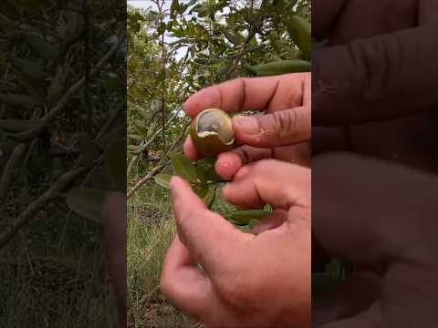 Great longan peeling #fruitrees #fruit #asianfruit #asianfruit #fruitarian #nature #mango #garden