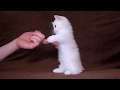 Vitaminchik (Витаминчик)