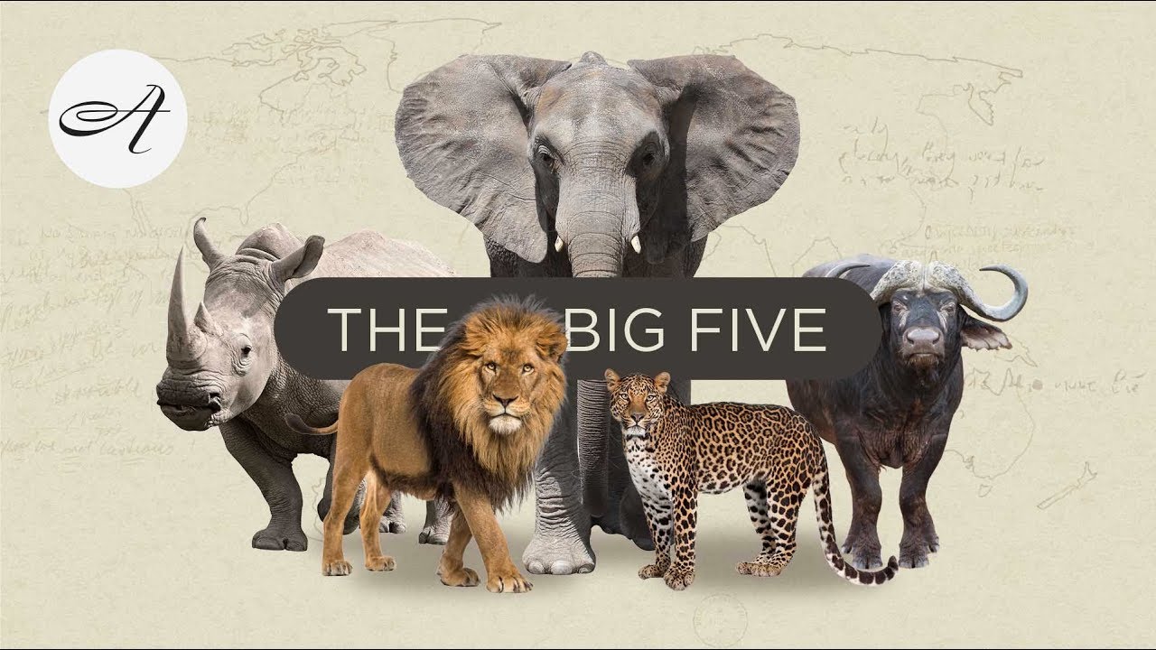 big 5 travel