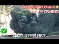Santaro finally started banging on the glass to get everyone’s attention♪|Momotaro family , gorilla
