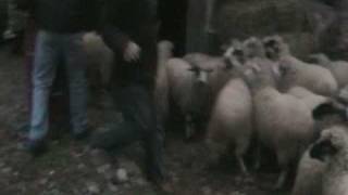 Sheep Attack Old Lady