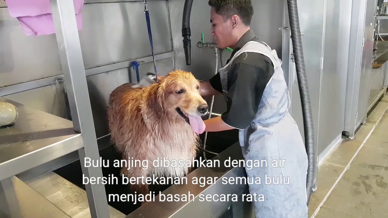 Proses grooming di Pet Station BSD City - YouTube