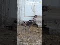 chicks for sale 9177327444 🐣🐤🐥 #ytshortsindia#shortsfeed#shortsviral#perucrosschicks#peddifarms#