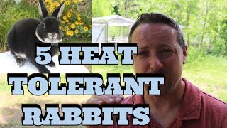 5 HEAT-TOLERANT RABBIT BREEDS & A FEW MORE