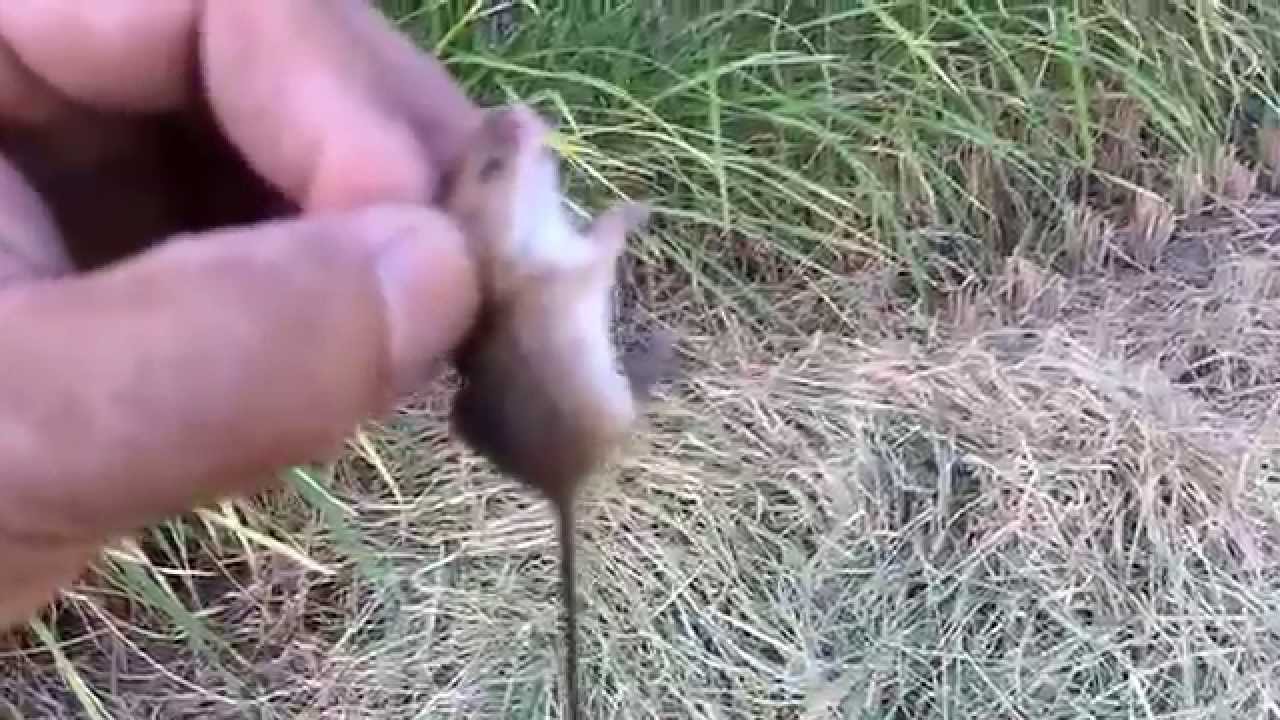 驚き 何たる素早さ カヤネズミ Youtube 驚き 何たる素早さ カヤネズミ Youtube