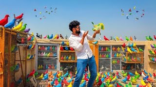 Colour walay Aseel kabutaron ko khol diya or 2 kabutaro ko paker liya😱😱