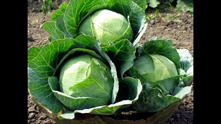 Brilliant Idea | How to Grow Cabbage in Containers at Home (Seeds to Harvest) farming gardening