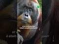 Cet orangoutan bless sest soign tout seul  laide dune plante