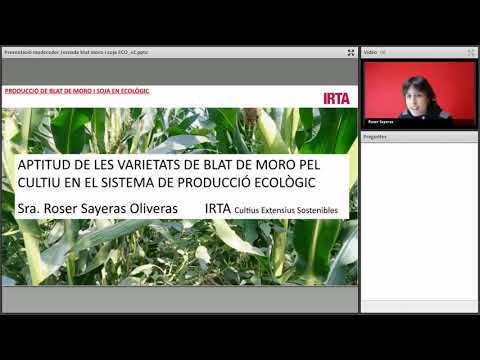 Vídeo: Fusarium De Les Panotxes De Blat De Moro