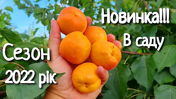 САМИЙ ЗАПАШНИЙ СОРТ АБРИКОСУ.ЦЯ СМАКОТА ПОВИННА БУТИ В КОЖНОМУ САДУ.АБРИКОС ПРІМАЯ.