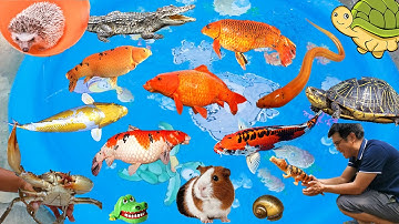 Đi Thăm Vườn Gặp Con Rùa, Trứng Màu Sắc Nở Ra Con Nhím, Bắt Cá Sấu, Chuột Lang, Cua, Lươn