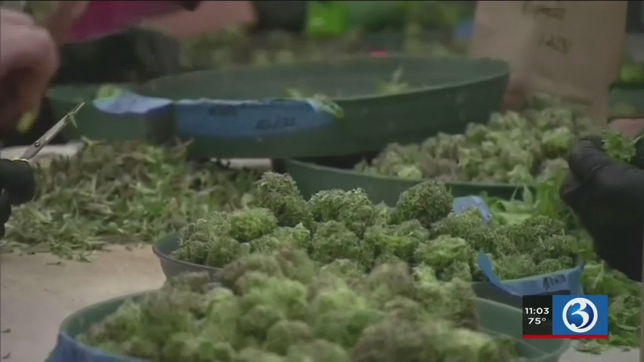 VIDEO Bill legalizing recreational marijuana in CT may be in jeopardy