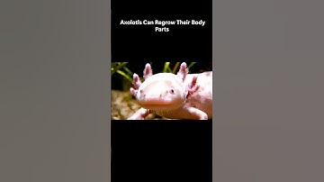 Axolotls can regrow their body parts🦎 #axolotl #facts #extraordinary
