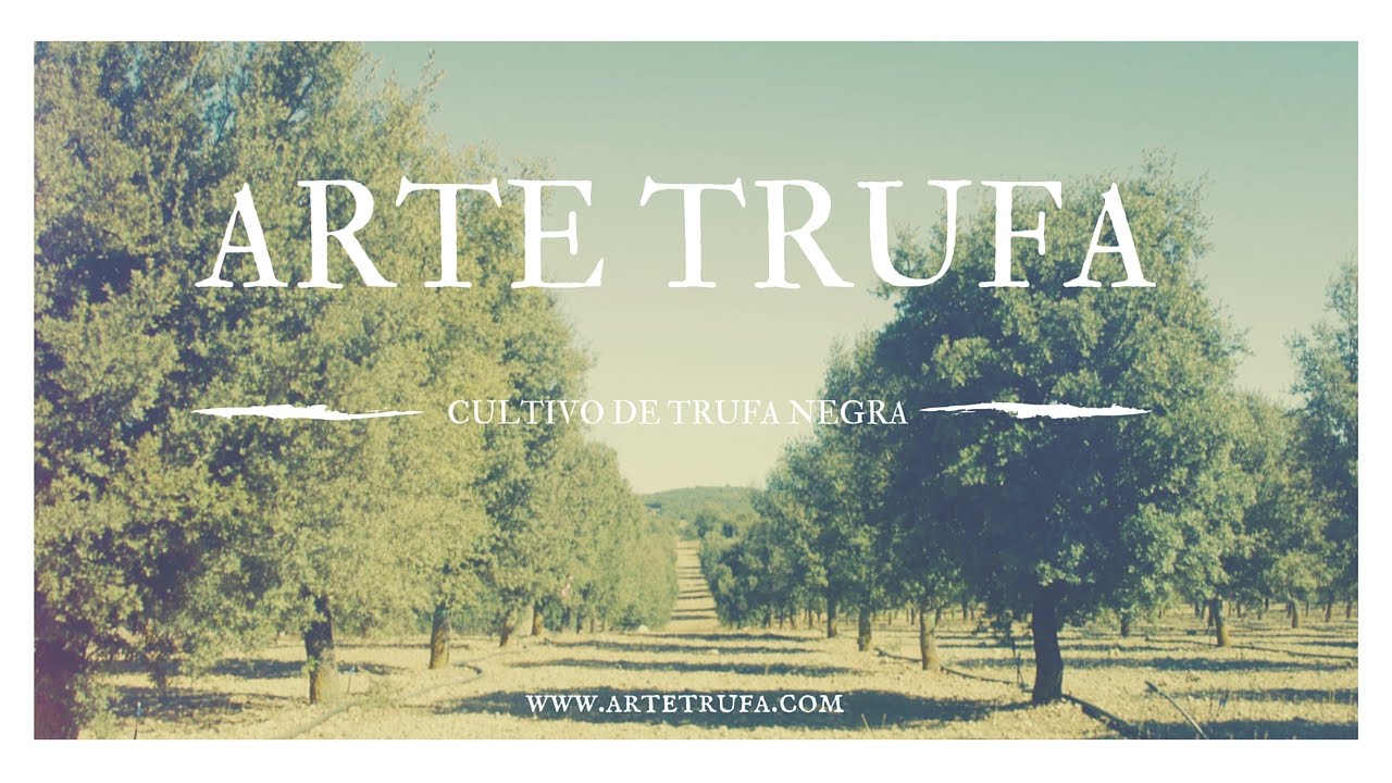 CULTIVO DE TRUFA NEGRA. ARTE TRUFA.