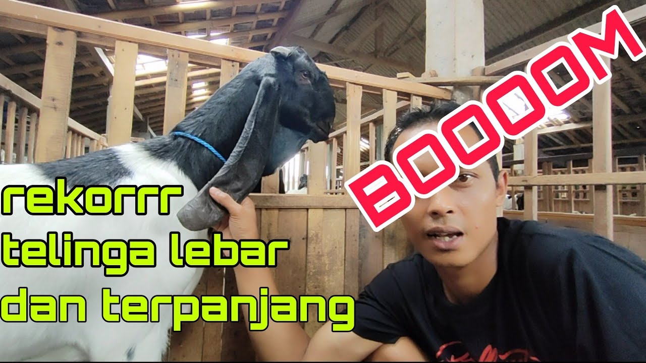 KAMBING BETINA SUPER TELINGA TERPANJANG DAN LEBAR SAAT INI