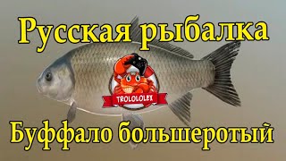 Русская рыбалка 4. Буффало большеротый. рр4.