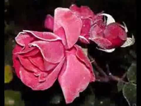 Sleduj Паша Христова - Аз, ти и розите (1969) na YouTube