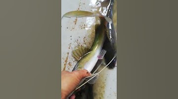 Baung akar (bagrid catfish) sungai kenong sado..... Mantab padu..