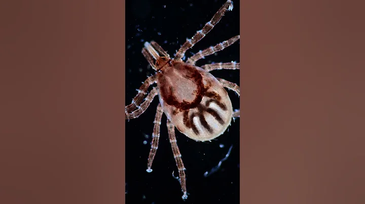 What happens when a tick bites you?