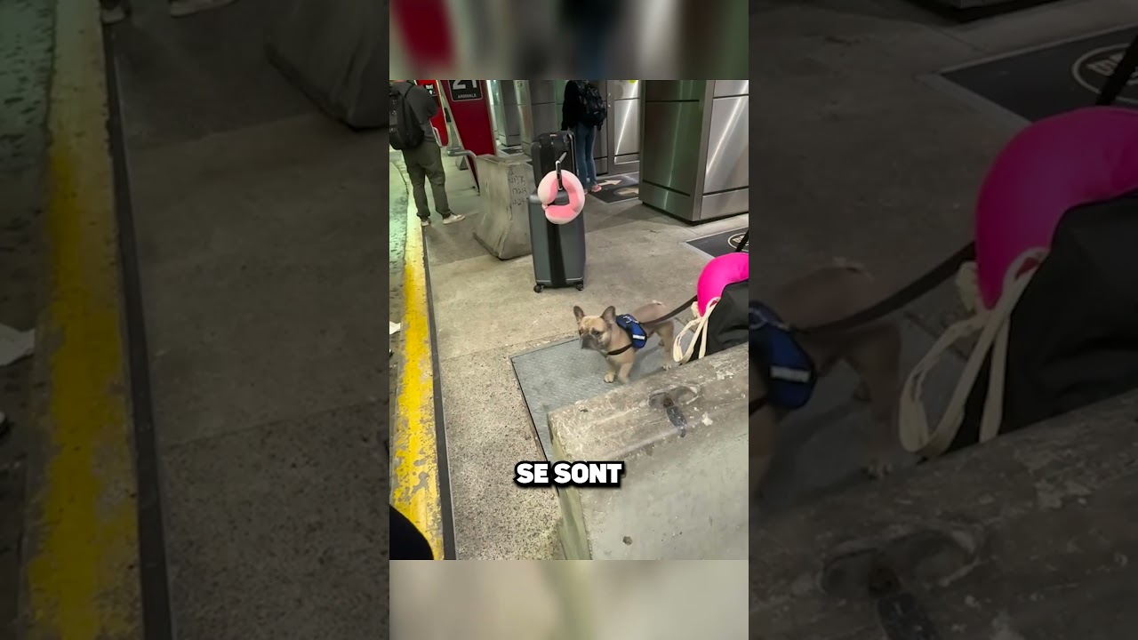 IL RETROUVE SON CHIEN APRÈS DES ANNÉES…🥺