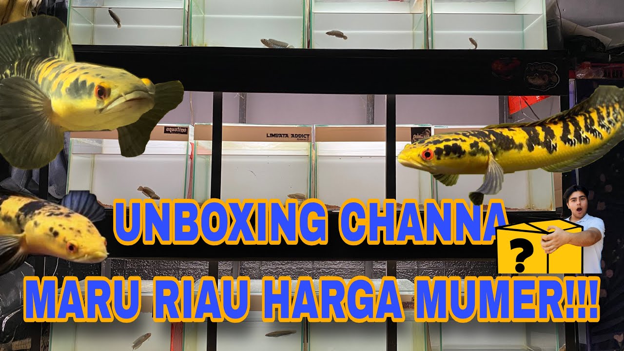IJIN KETUA‼️UBOXING CHANNA MARU RIAU‼️ MUMER SIMET JOSJIS ‼️