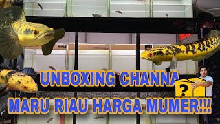 CHAIRMAN'S PERMISSION‼️UBOXING CHANNA MARU RIAU‼️ MUMER SIMET JOSJIS ‼️