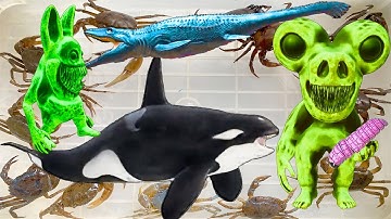 Kem Ốc Chanel nhờ cá voi sát thủ bắt quái vật sở thú, cứu con cua, con cá, con thỏ, con sâu màu tím