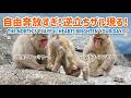 北限の猿ファミリー。子ザルの自由奔放すぎる遊びに元気をもらう / monpai monyet 小猿 子ザル モンキー 脇野沢野猿公苑 #punch