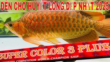 🔴ĐÈN R.D.I SUPER COLOR 3 PLUS CHO HUYẾT LONG | DÒNG ĐÈN ĐƯỢC ƯA CHUỘNG NHẤT 2025 - ĐỎ CÁ KO ĐỎ NƯỚC