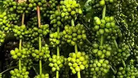 KHOẢNG CÁCH TRỒNG CÂY CÀ PHÊ NHƯ THẾ NÀO LÀ TỐI ƯU. 0918 456 457- 0375 456 457