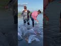 Siembran 500 mil alevines de mojarra tilapia en presa Eustaquio Buelna de Guamúchil Sinaloa